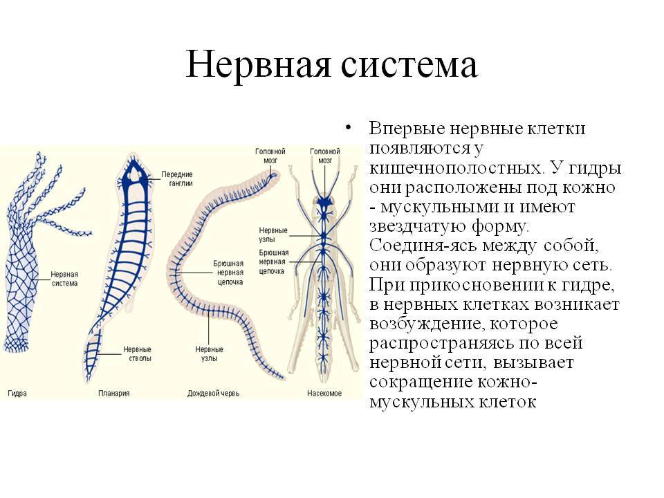 Кракен адрес сайта